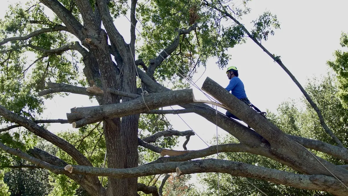 Professional Hazardous Tree Removal performed by certified arborists in Driscoll