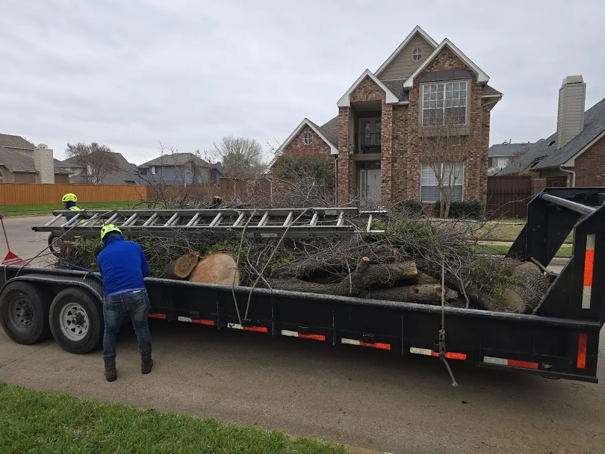 Expert Tree Pest Control with proper safety equipment in Driscoll